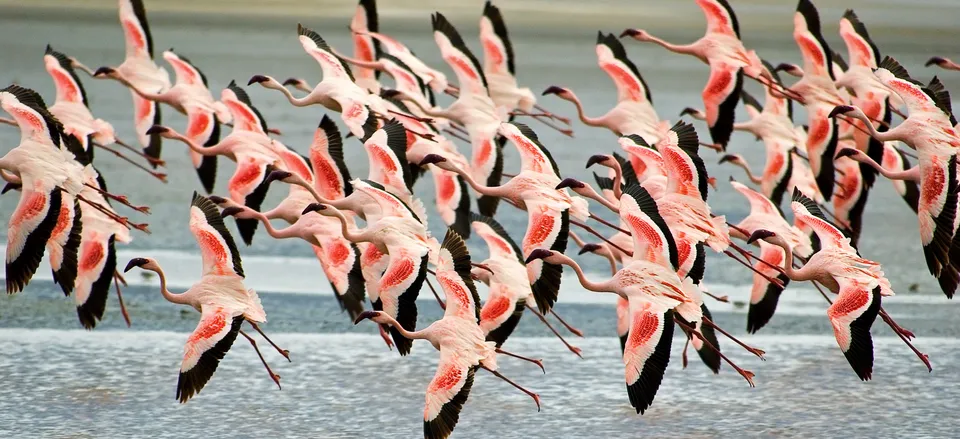  Flamingos at Ngorongoro Crater 
