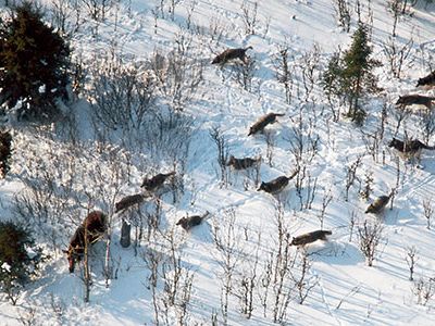 Isle Royale
