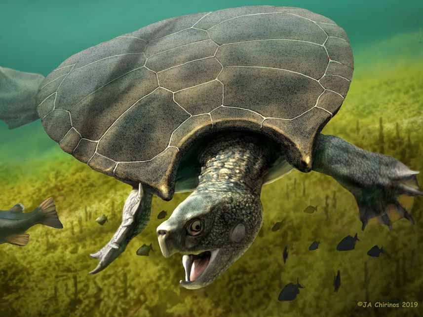 Turtle illustration