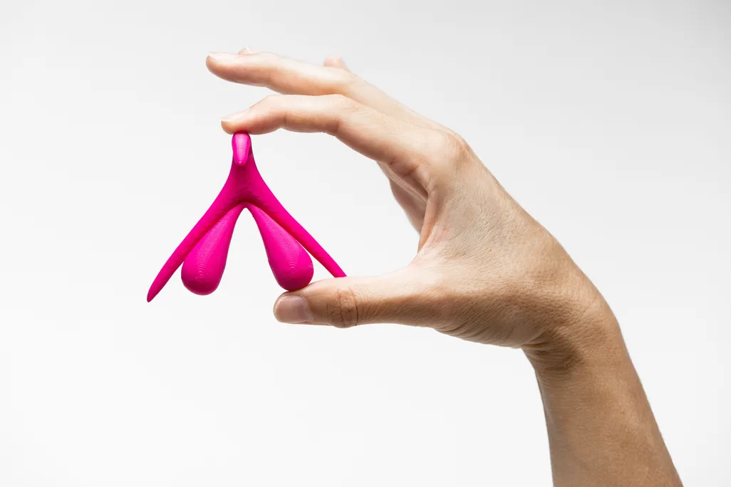 hand holding a 3D model of the clitoris