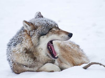 A wolf yawning in the snow near Hesse, Germany. 