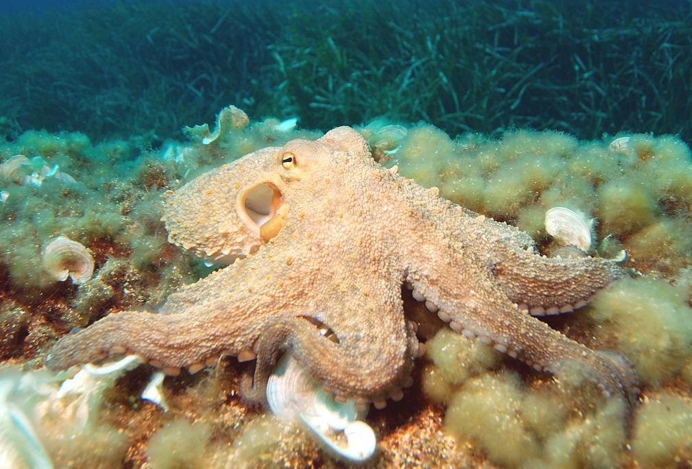 Common Octopus.jpg