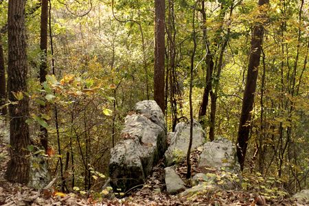 A piece of Hartselle sandstone in northern Alabama.