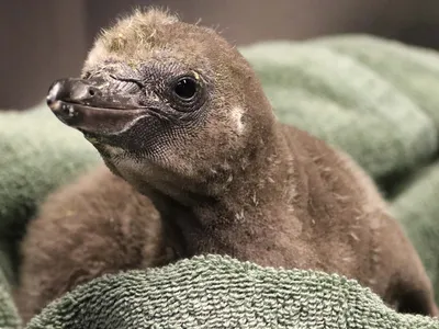 This is the first chick fostered by same-sex penguin parents at the Rosamond Gifford Zoo in Syracuse, New York.