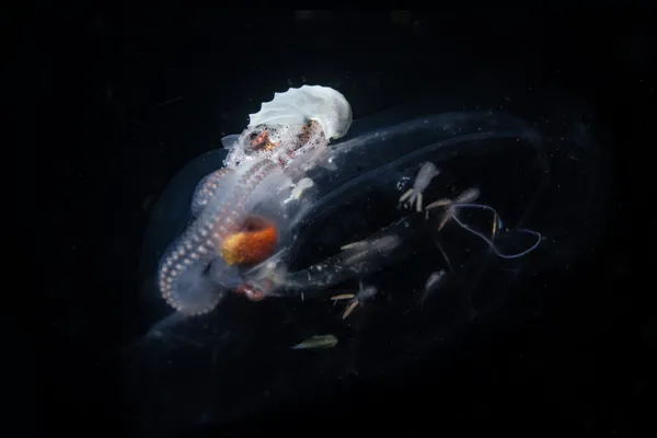 Ghost of the Pelagic Night thumbnail