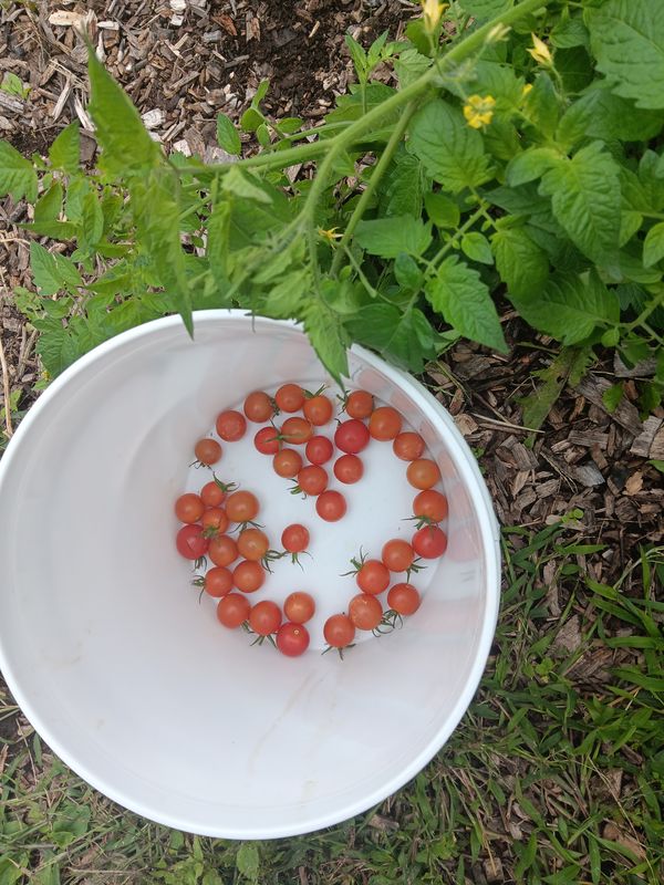 Veggies on Farm thumbnail