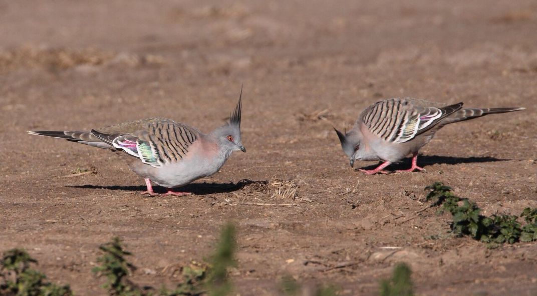 Australian Pigeons Have a Specially Evolved Feather to Better Annoy the Heck Out of You With