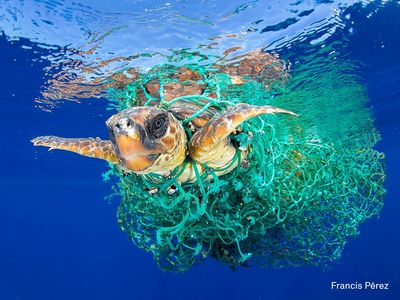 A sea turtle entangled in a fishing net swims off the coast of Tenerife, Canary Islands, Spain, on 8 June 2016