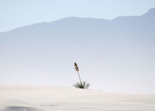 Lone Yucca in White Sand thumbnail