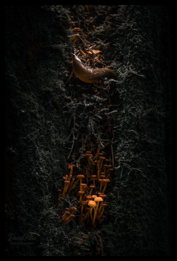 A PNW slug with mushrooms thumbnail