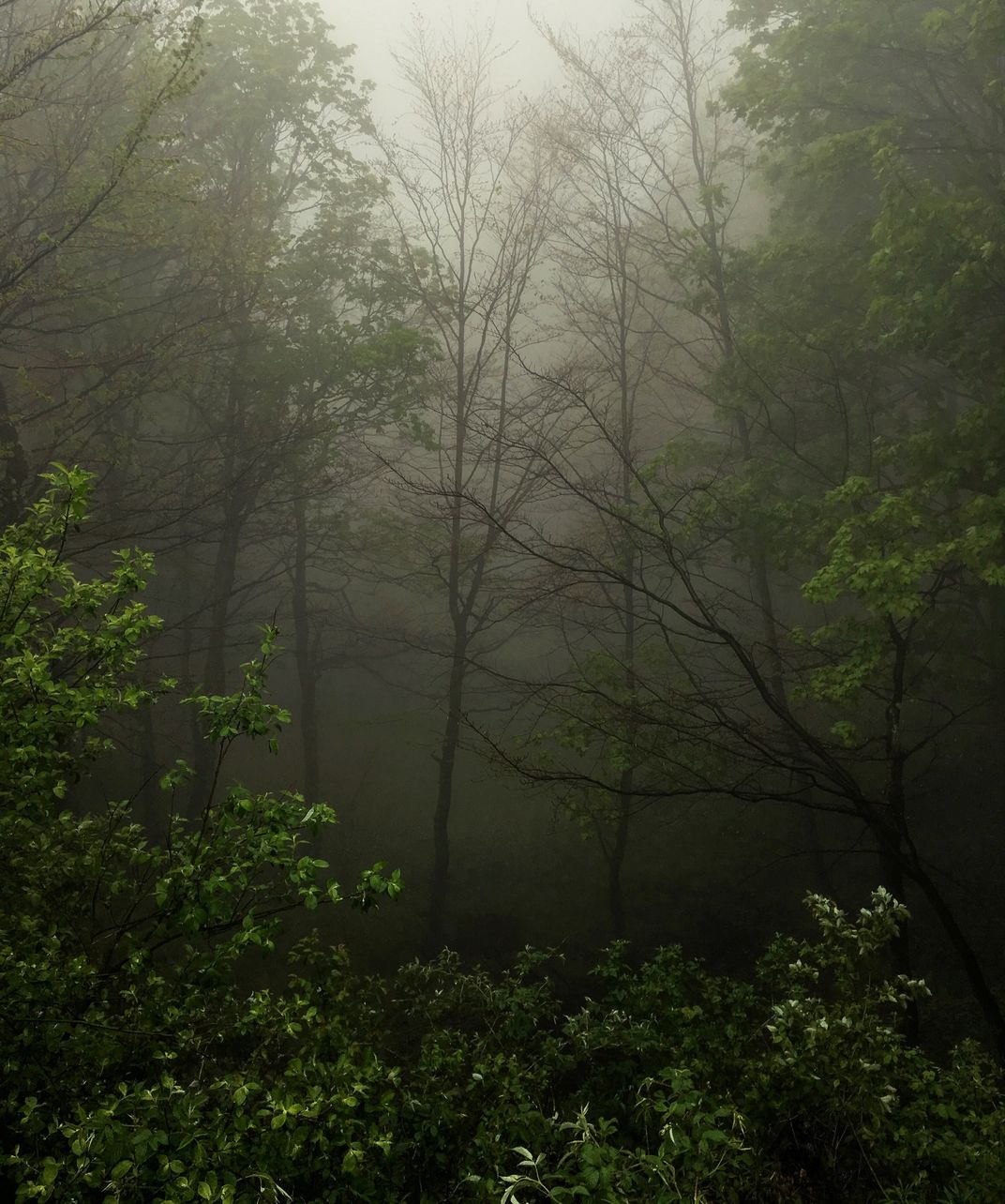 Misty forest after the storm | Smithsonian Photo Contest | Smithsonian ...