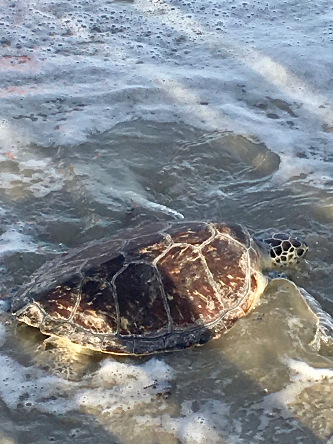 The start of a new life for a NC sea turtle | Smithsonian Photo Contest ...