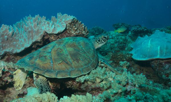 green sea turtle resting on coral reef garden with diver's bubble in background thumbnail