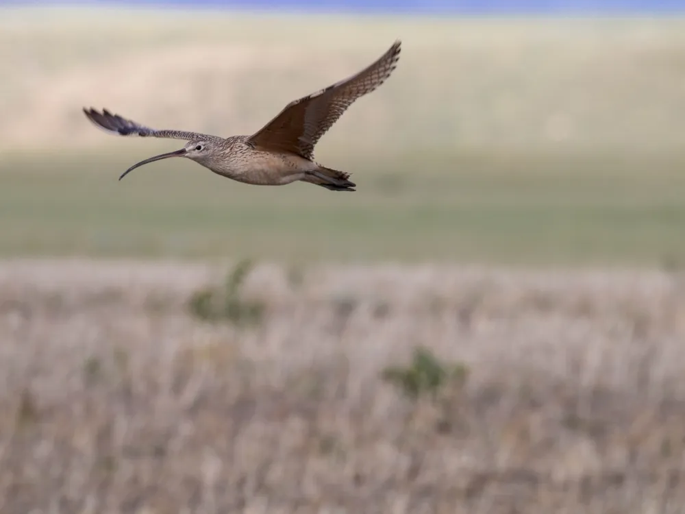 Long-billed curlews are the largest shorebirds in North America, but they are only found along coasts during the winter. They spend their summers breeding in the grasslands of Montana.