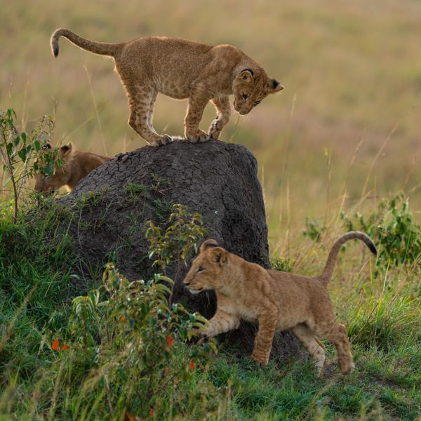 Playtime at Masai Mara thumbnail