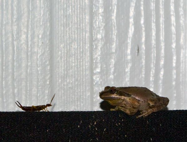 A face off between a tree frog and an earwig. thumbnail