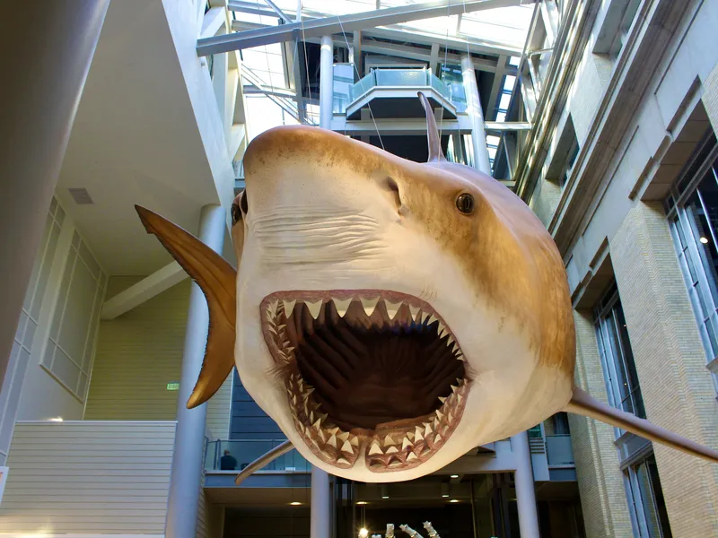 megalodon shark vs great white shark jaws