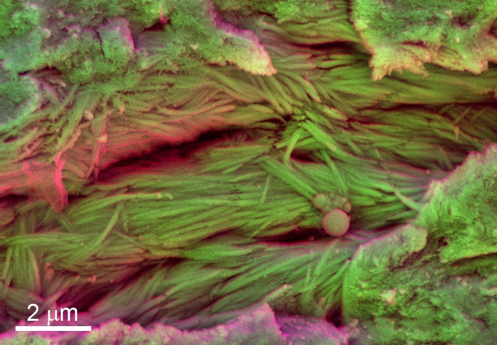 Dinosaur Soft Tissue Recovered From Eight Cretaceous-Era Fossils