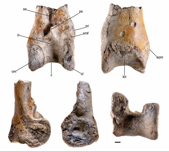 Fragments of the bone of the terror bird
