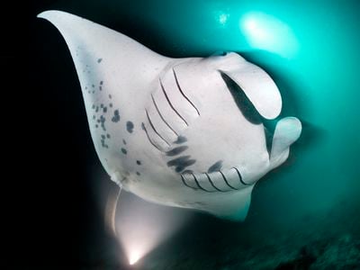 After the manta ray filters out the tiny plankton from the water it ingests, the excess water exits through the dark gill slits on the ray&#39;s ventral side.&nbsp;