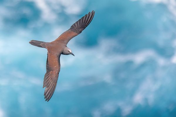 Brown noddy thumbnail