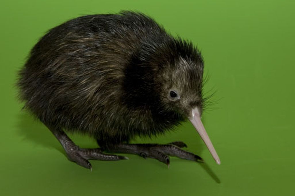 kiwibaby.jpg