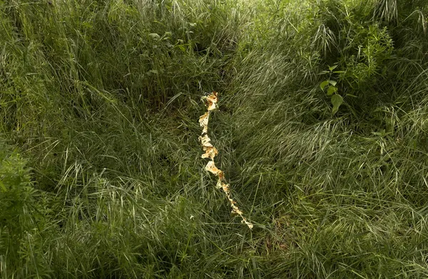 Phenomena: Golden leaves among the greens thumbnail