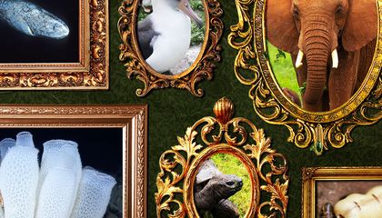 From Giant Tortoises to Immortal Jellyfish, These Impressive Animals Are Eight of the Longest-Living Species on Earth