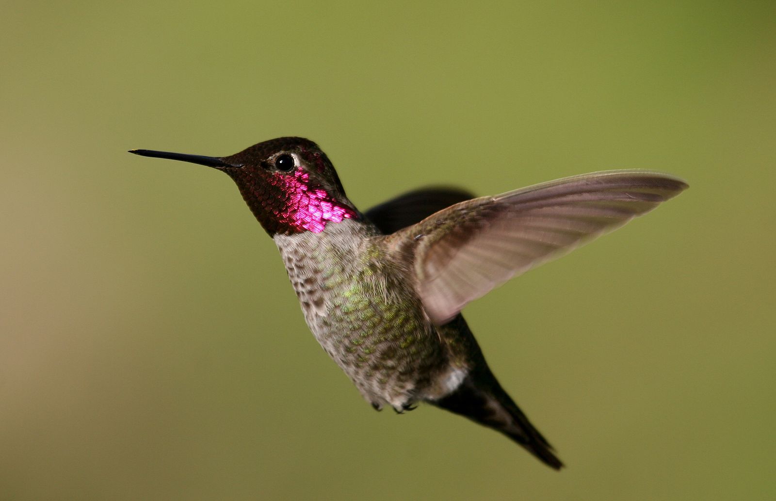 Scientists Moved Hummingbirds to High Elevations to See How Climate Change Might Affect Them - Smithsonian Magazine