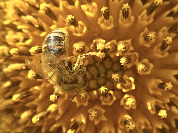 pollen nirvana thumbnail