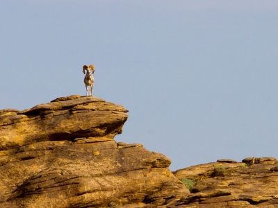 The Marco Polo sheep is a subspecies of argali, the largest living wild sheep.