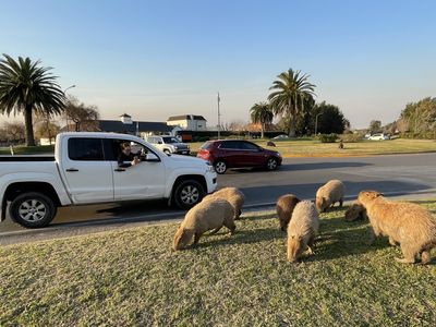 A passenger in a white truck photographs several capybaras in a yard in a gated community in Tigre.