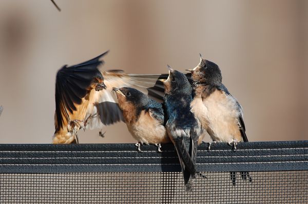 A full beak for hungry chicks and one morsel that fell away. thumbnail