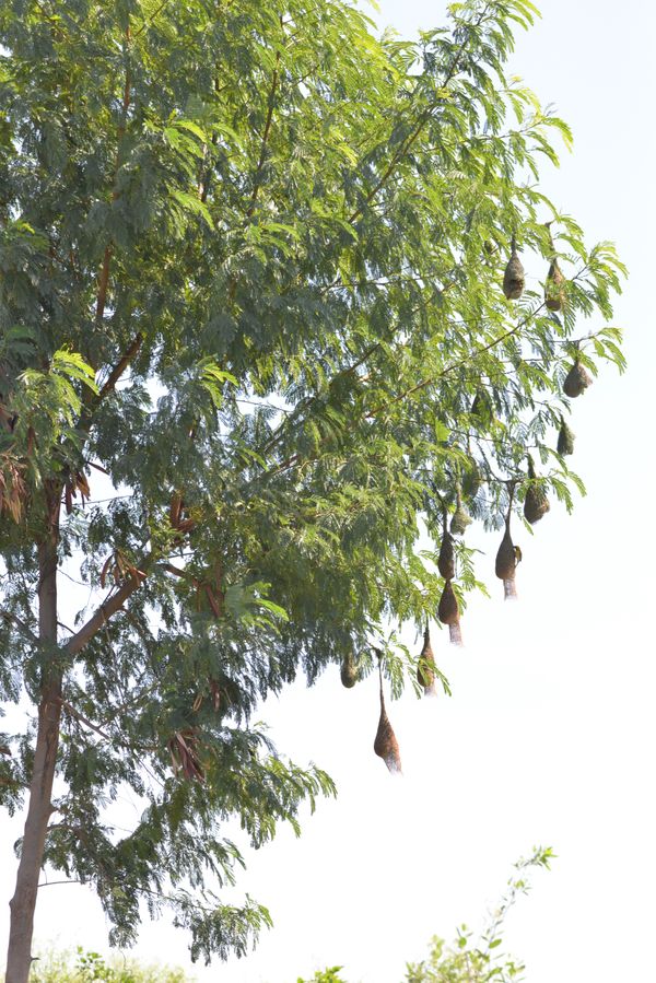 Colony of weaver bird nests in Hyderabad thumbnail