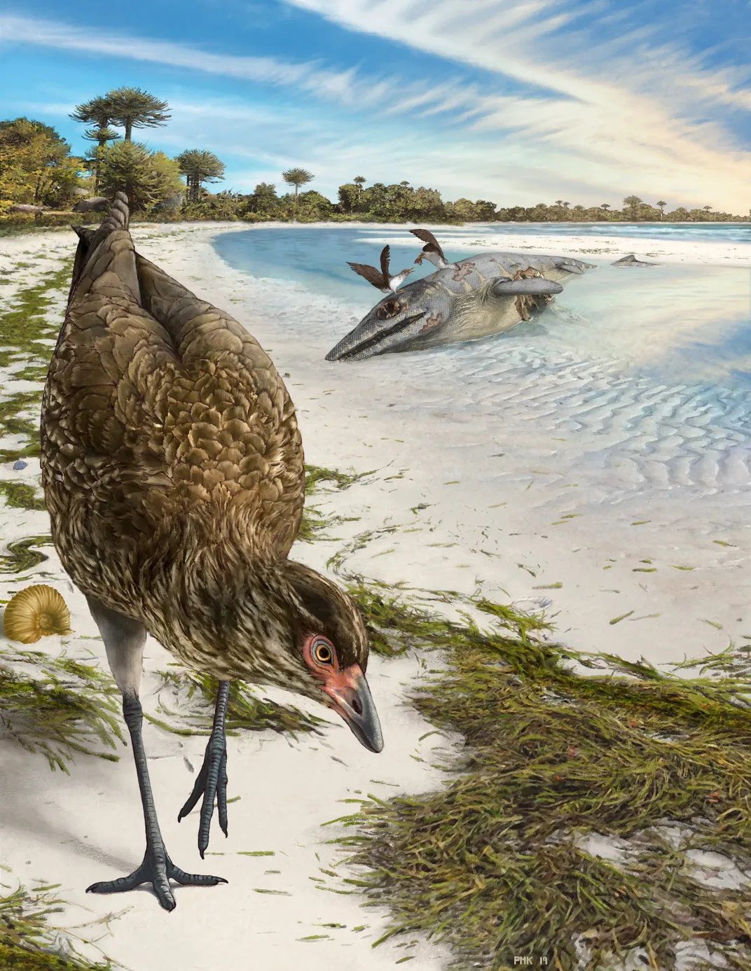 At 67 Million Years Old, Oldest Modern Bird Ever Found Is Natural 'Turducken'