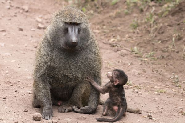 Father and Son Baboon thumbnail