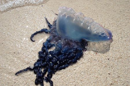 Stay back! A beached Portuguese man o’war