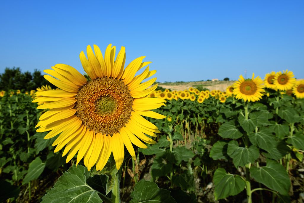 sunflower