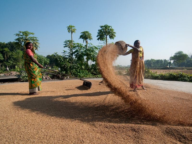 Caption Grain Worker Description Women working in a rice mill where