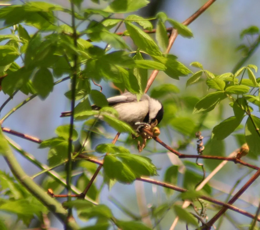 Chickadee in box elder