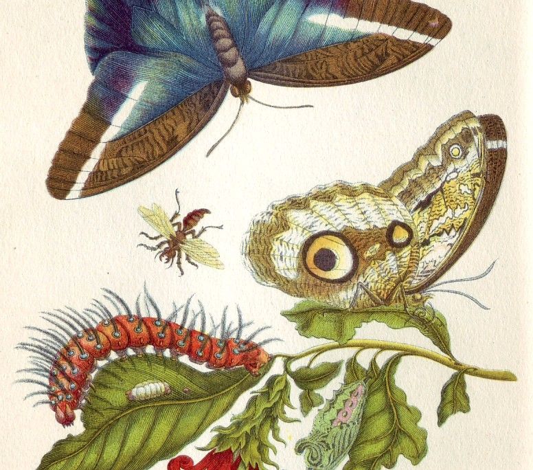Maria Sibylla Merian illustration