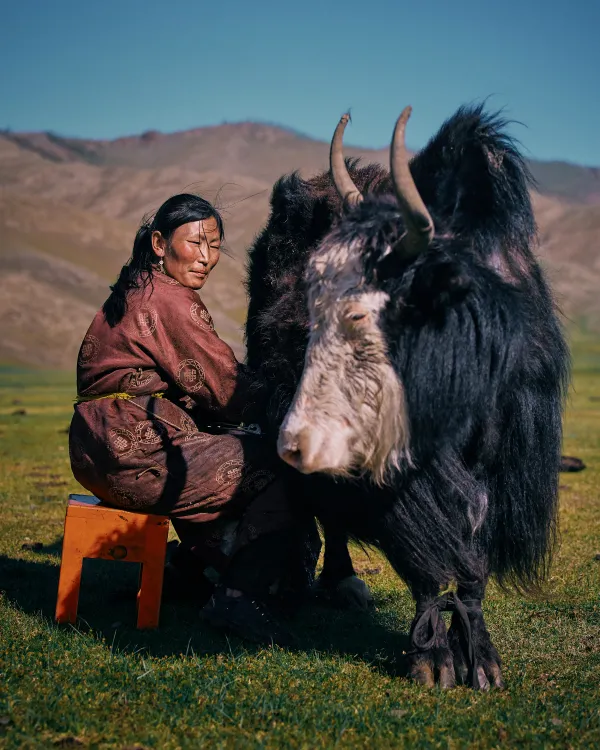 Oxno - Mongolian Nomadic Herder thumbnail