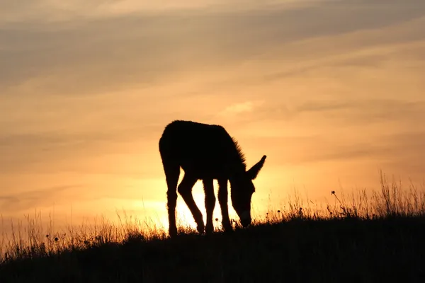 Grazing Into The Sunset thumbnail