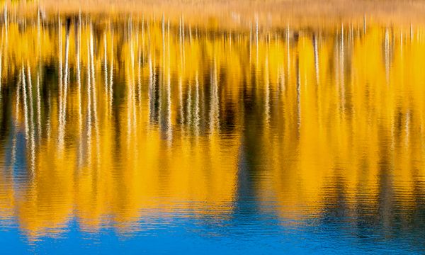 Golden Fall Aspens Reflected in a Lake thumbnail