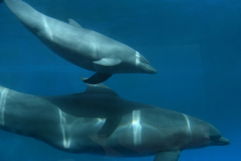 A female dolphin calf swims above her mother