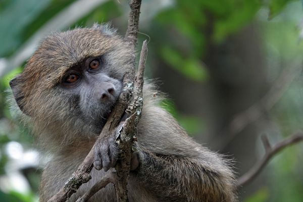 Young Baboon in Tree thumbnail