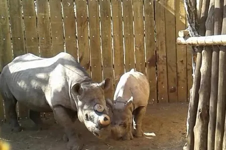 A mother and her calf, dehorned for safety in their new home.