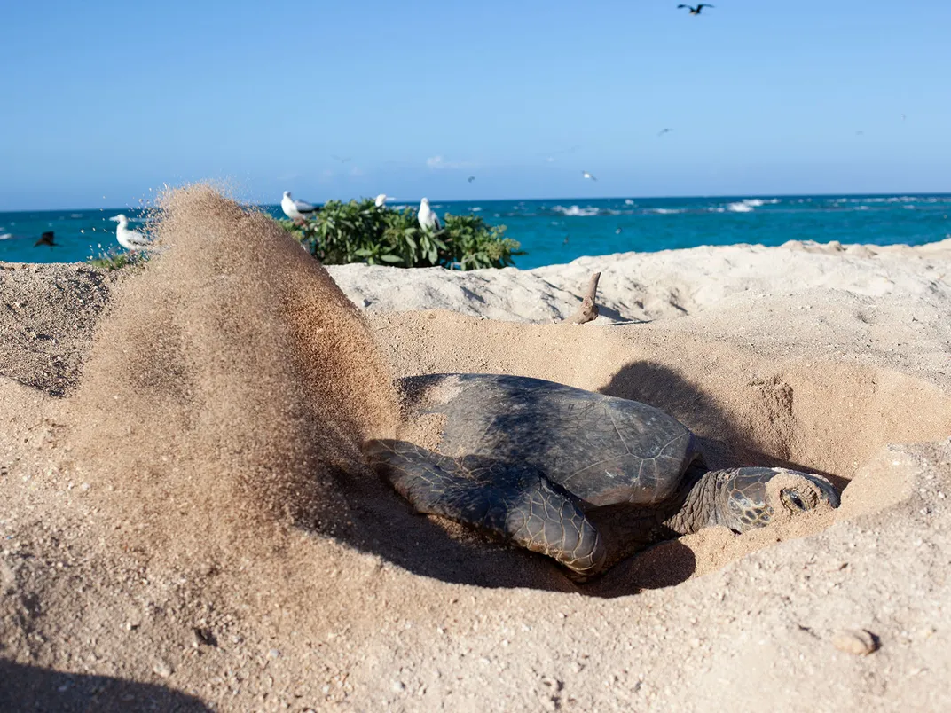 Hawaiian Green Sea Turtle Digging