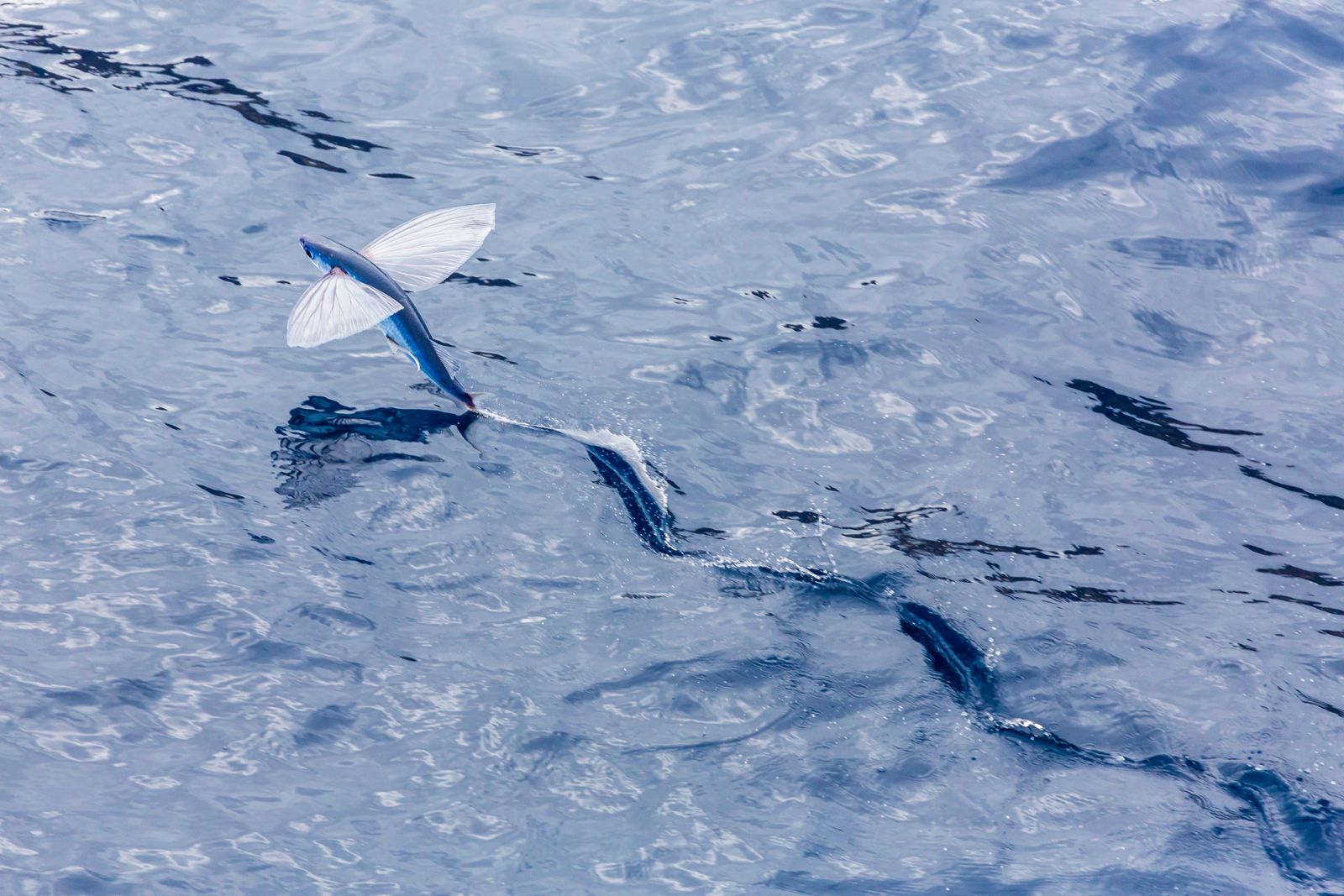 Fossils Show How Flying Fish Started to Glide