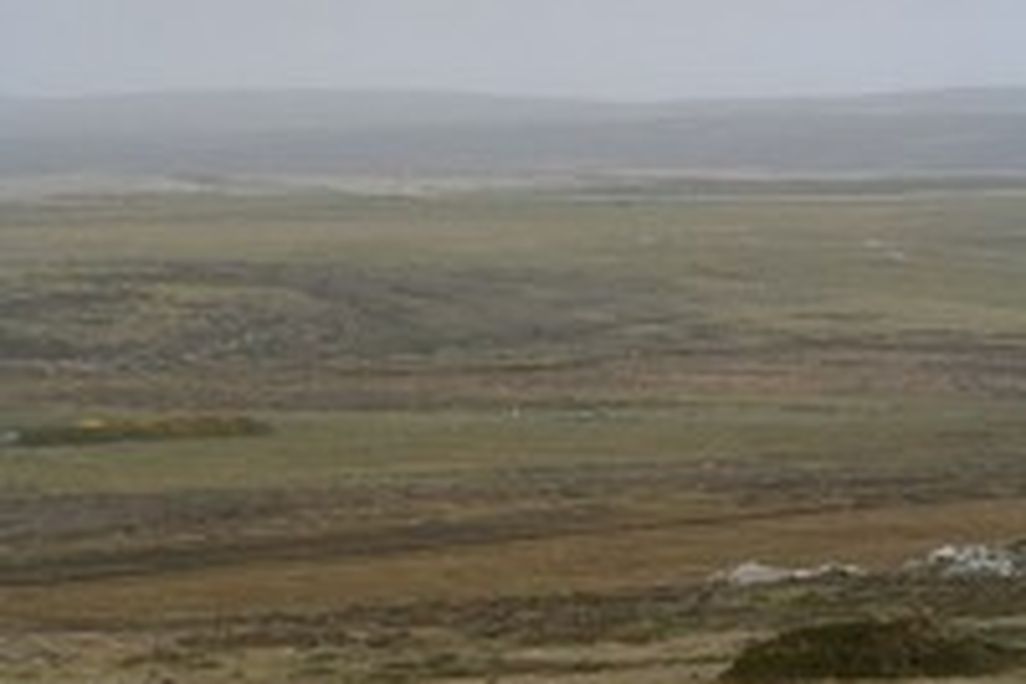 20110520102305falklandsheep-200x300.jpg